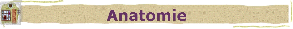 Anatomie